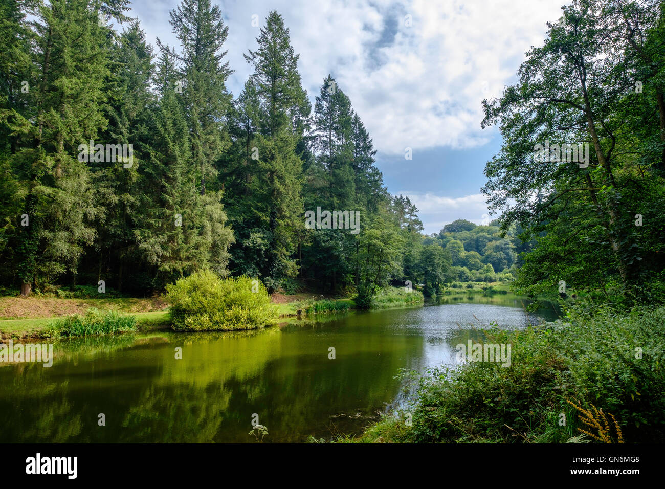 Soudley estanques en el Bosque de Dean, Gloucestershire, Inglaterra. Los bancos del río bordeada de árboles. El agua del río Claro. Verano Foto de stock