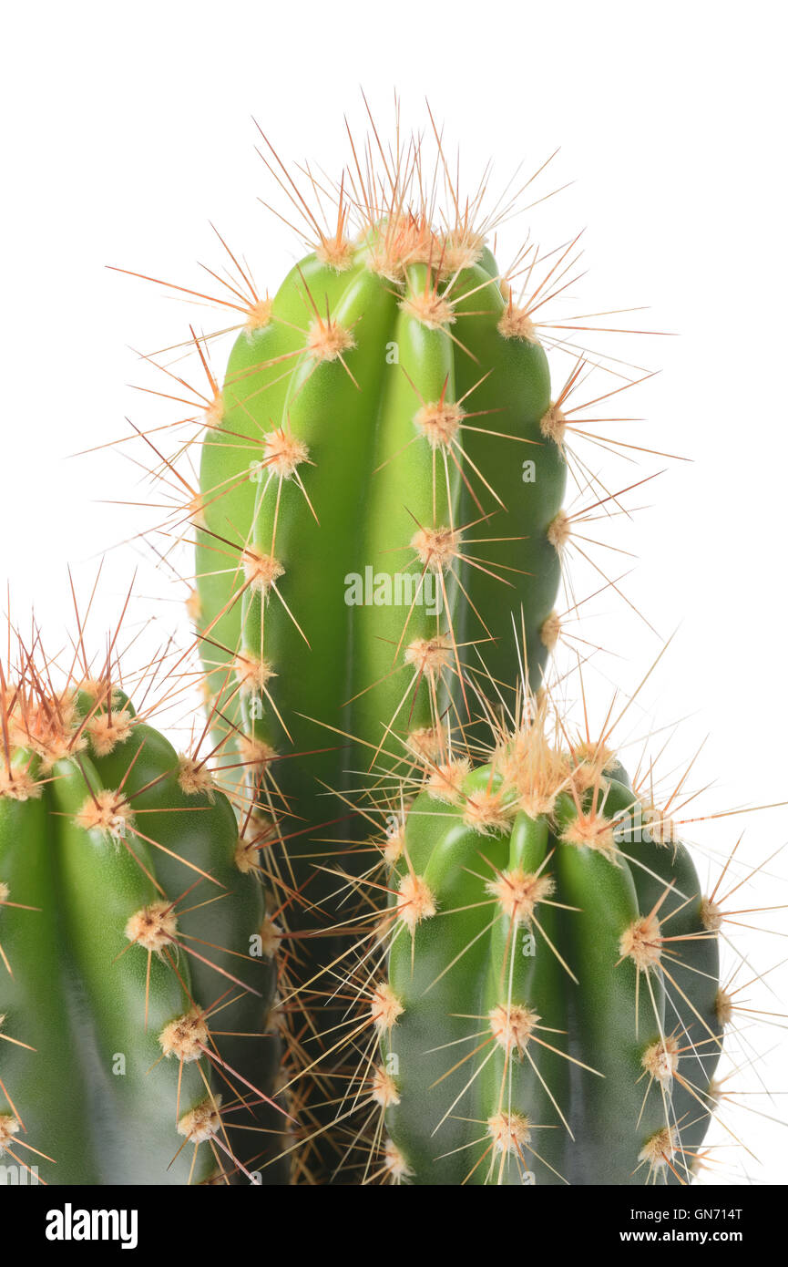 Cactus aislado sobre fondo blanco. Foto de stock