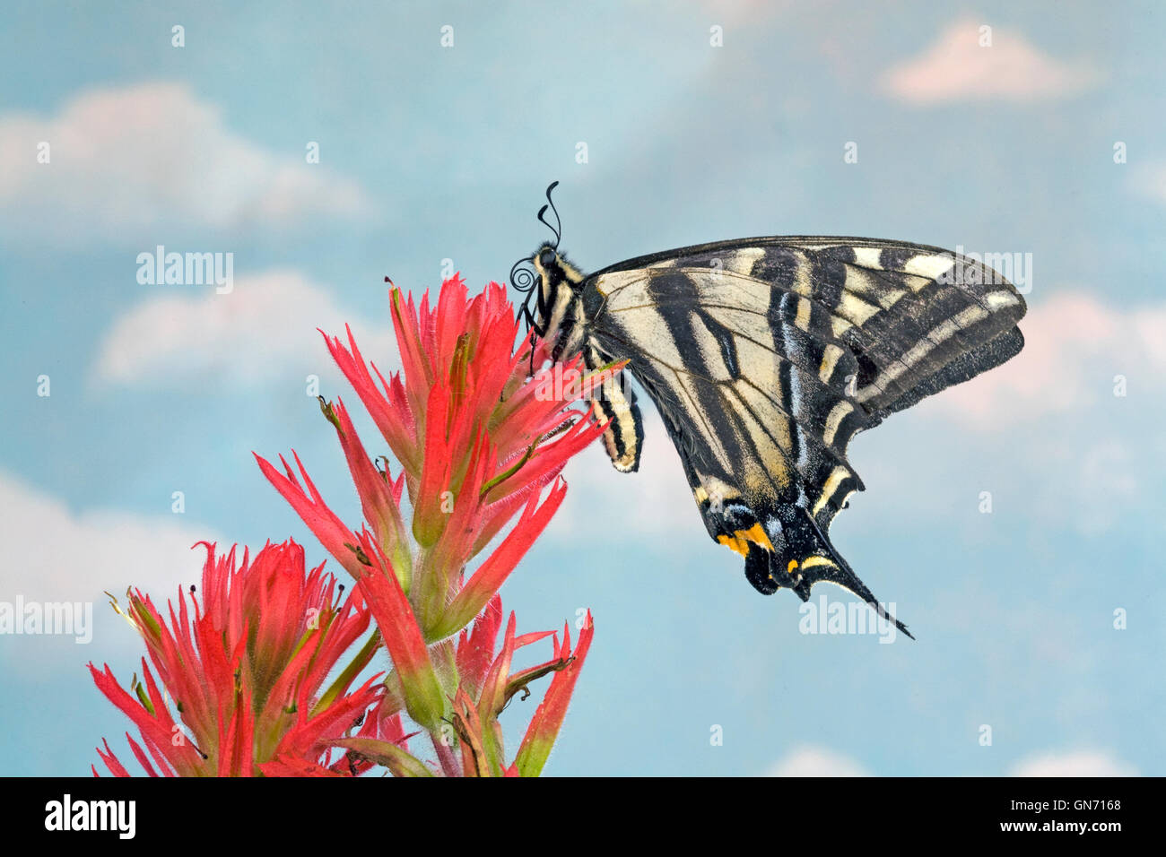 Retrato de una especie de Pale, mariposas Papilio eurymedon, descansando sobre una flor de thbe Indian paintbrush. Foto de stock