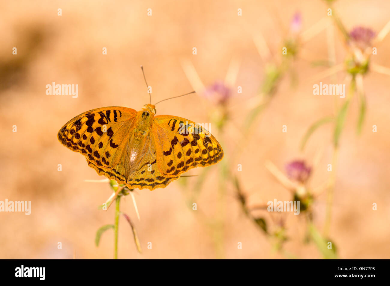 Cardenal butterfly (Argynnis pandora). Esta mariposa es común en todo el sur de Europa y también se encuentra en el norte de África Foto de stock