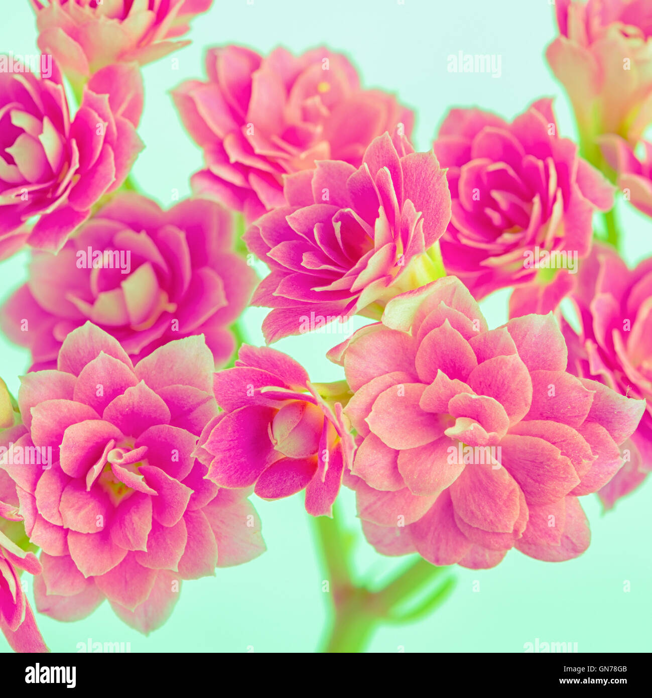 Hermosas flores de color rosa fantástico sobre fondo verde, tarjeta de  saludo estilo instagram, cerrar Fotografía de stock - Alamy