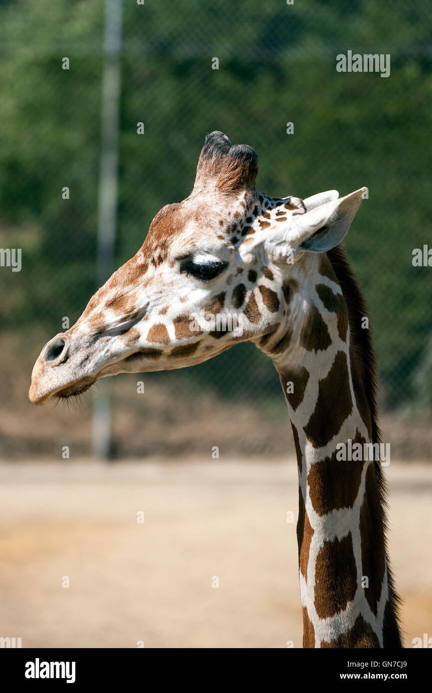 Jirafa reticulada (Giraffa camelopardalis reticulata), Zoológico de Oakland, Oakland, California, Estados Unidos de América Foto de stock