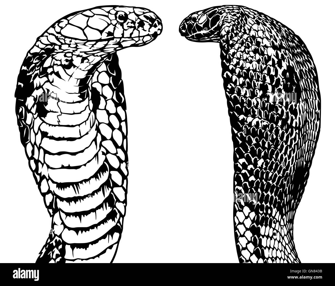 Rey Cobra conjunto Ilustración del Vector