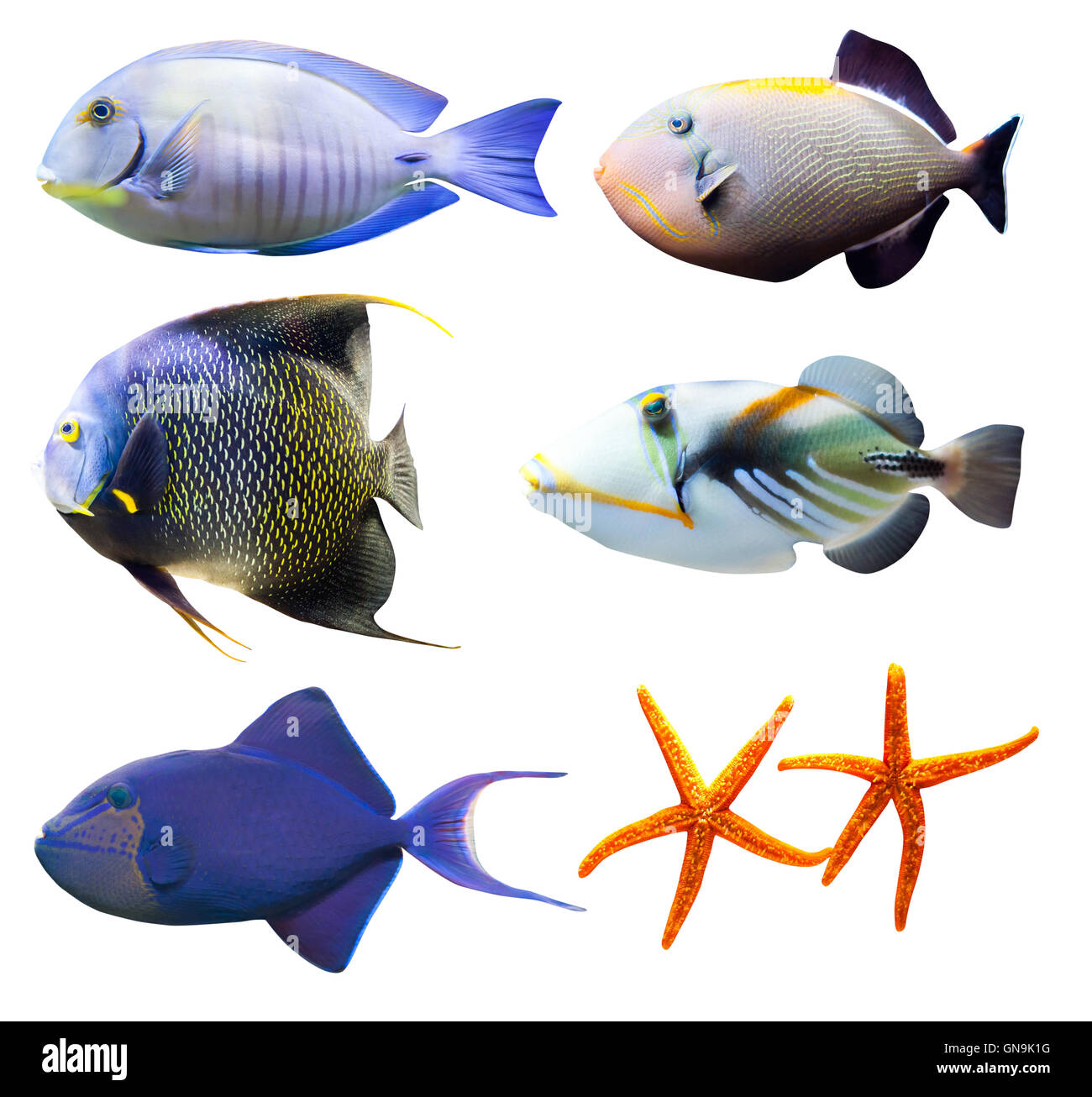 Mundo de los peces tropicales parte 2 aislado en blanco Foto de stock