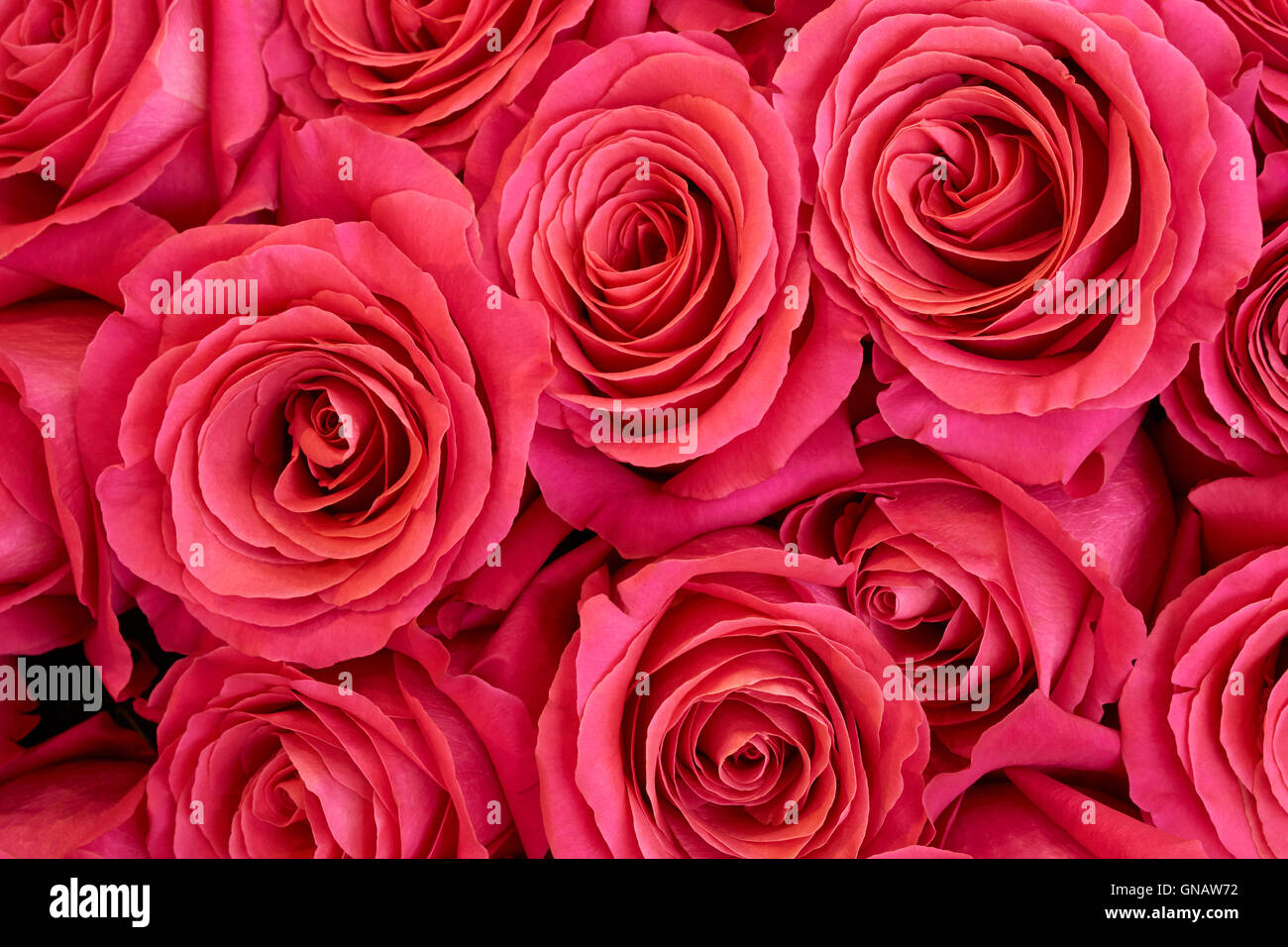 Rosas de color rosa oscuro fotografías e imágenes de alta resolución - Alamy