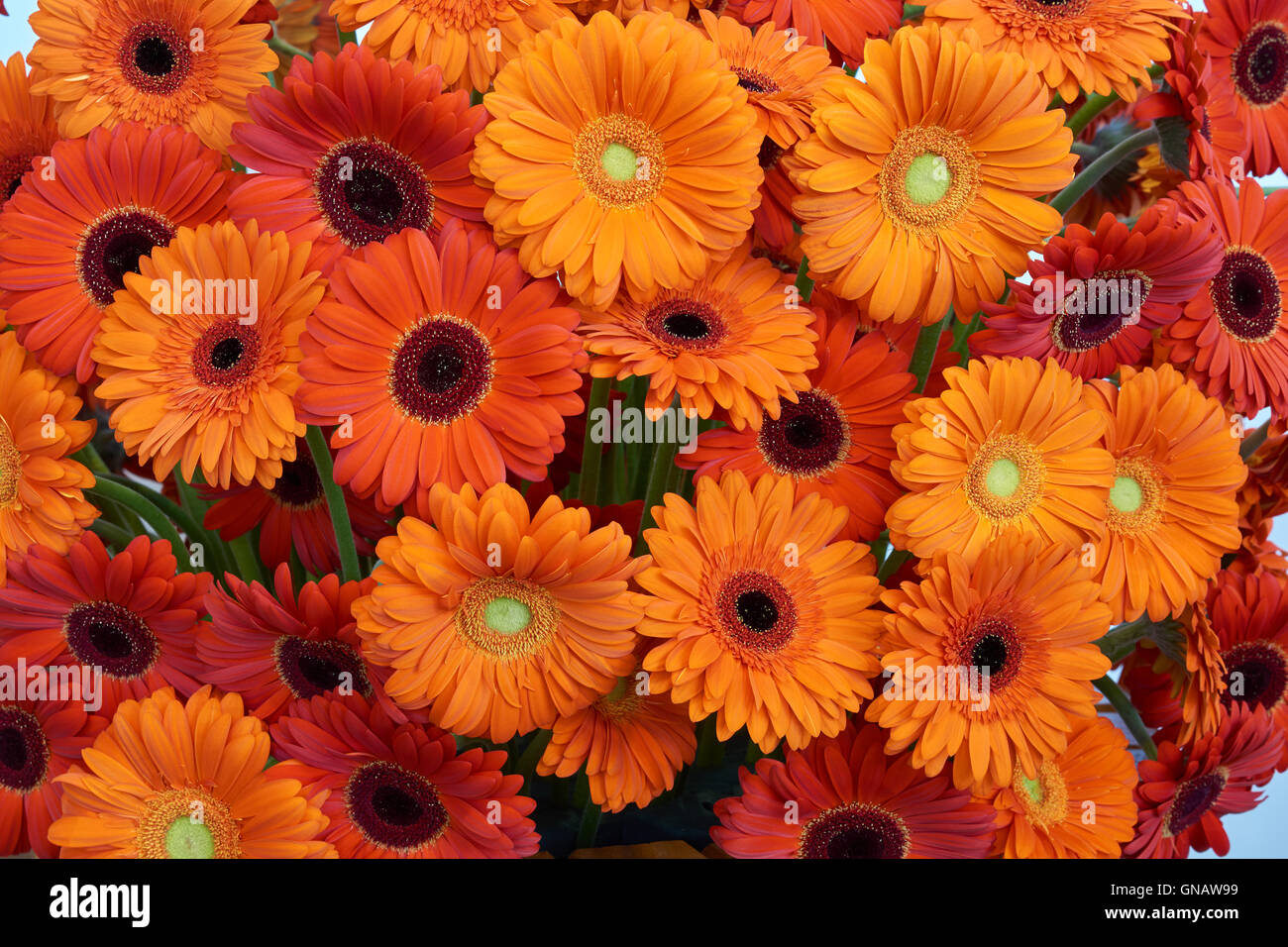 Muchos gerberas naranjas en hermosos arreglos florales Foto de stock
