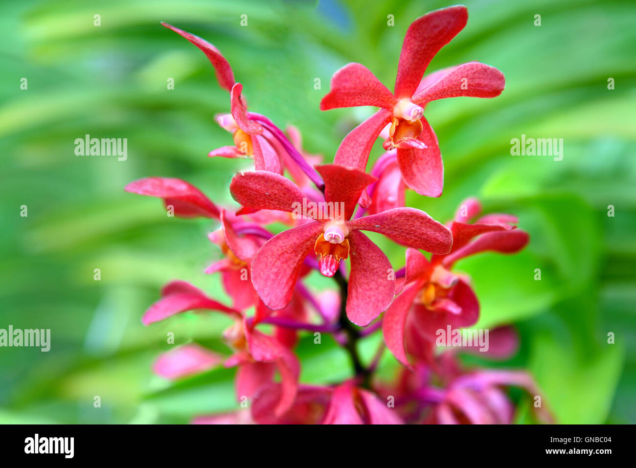 Orquideas Rojas Fotos e Imágenes de stock - Alamy