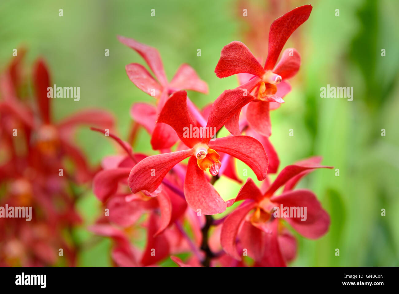 Orquideas Rojas Fotos e Imágenes de stock - Alamy