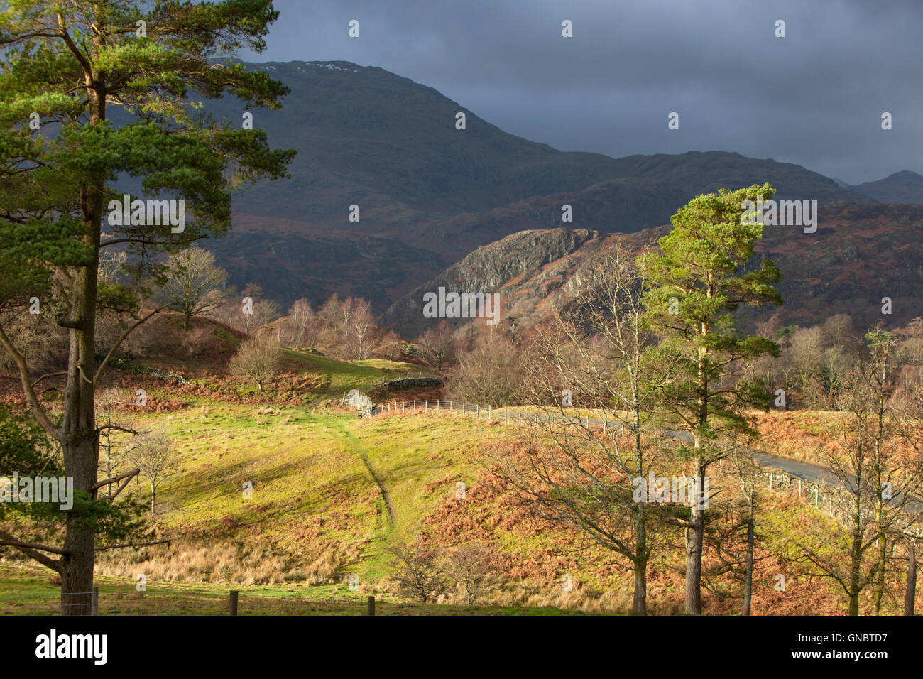 Con el Tarn Hows Coniston Fells en la distancia, el Parque Nacional del Distrito de Los Lagos, Cumbria, Inglaterra Foto de stock