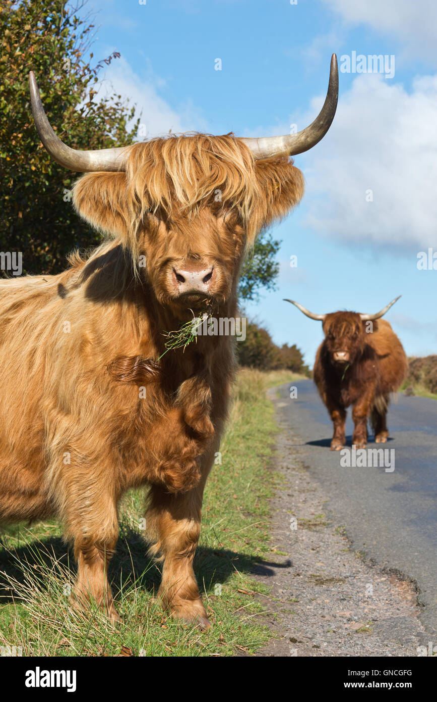 Dos largos cuernos highland ganado en pie en la carretera en las
