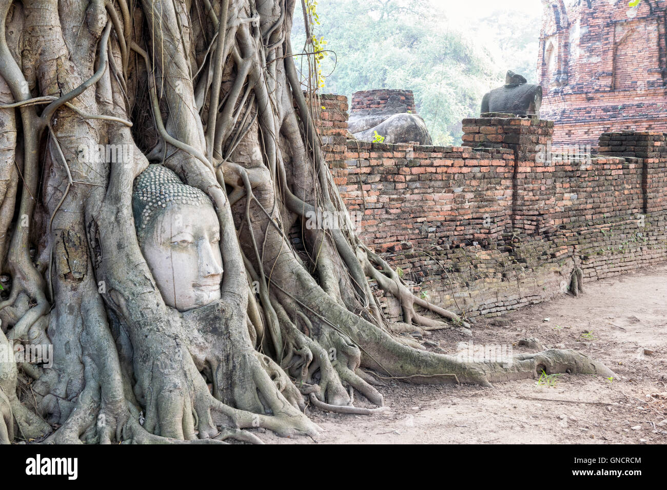 Piezas de cabeza de las ruinas de la antigua estatua de Buda fueron cubiertos hasta las raíces de un árbol de banyan en el antiguo muro de Wat Phra Mahathat templo Foto de stock