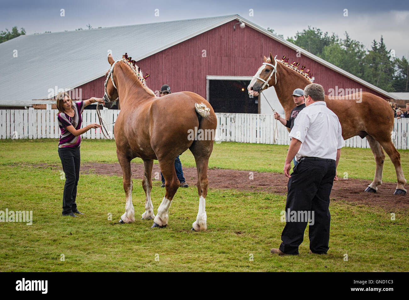 Prince Edward Island, Canadá, Aug 27,2016. Los competidores que se muestra en la Isla del Príncipe Eduardo de arada y Feria Agropecuaria Foto de stock