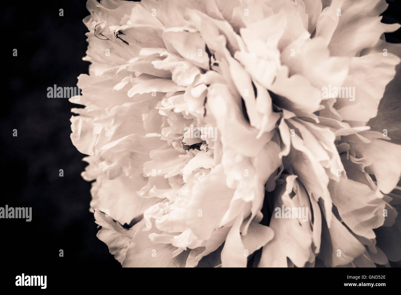 Los pétalos de la flor en blanco y negro. Detalle de la naturaleza. Bodegón monocromo de la floración la planta. Foto de stock