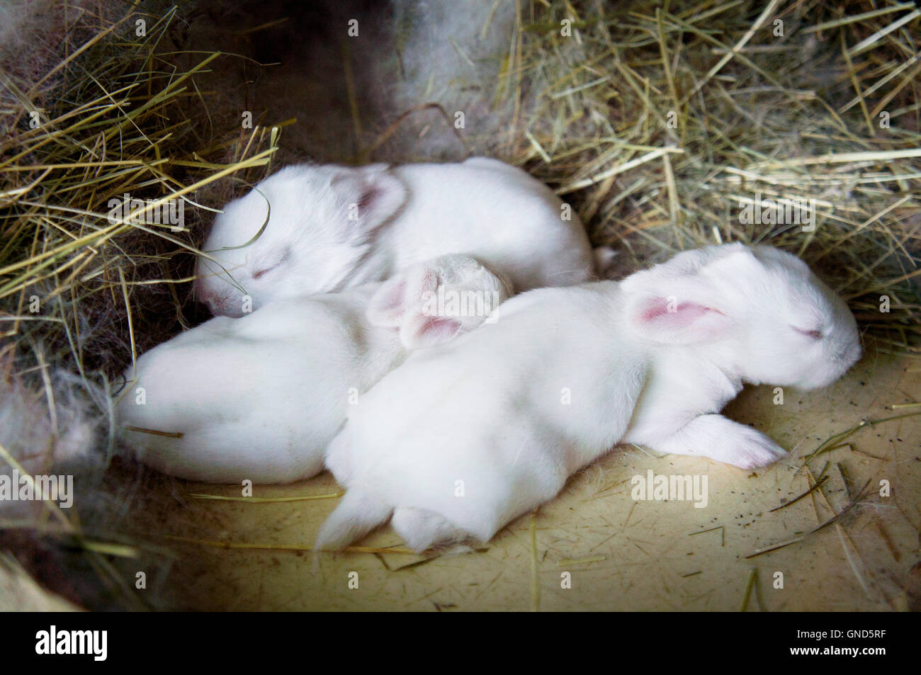 Nueva Zelanda Blanco, albino conejo doméstico, camada de recién nacido en  el nido, cama de paja en la conejera Fotografía de stock - Alamy