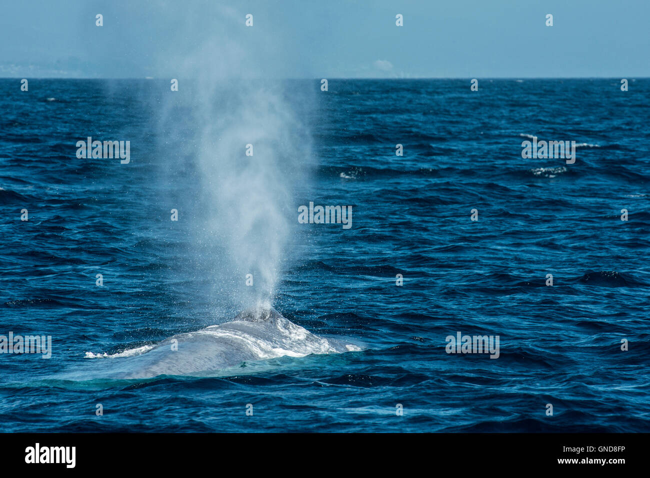 La ballena azul (Balaenoptera musculus) Foto de stock