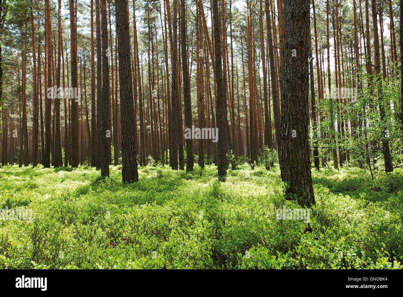 Bosque de pinos con arándanos arbustos o paisaje de madera Foto de stock