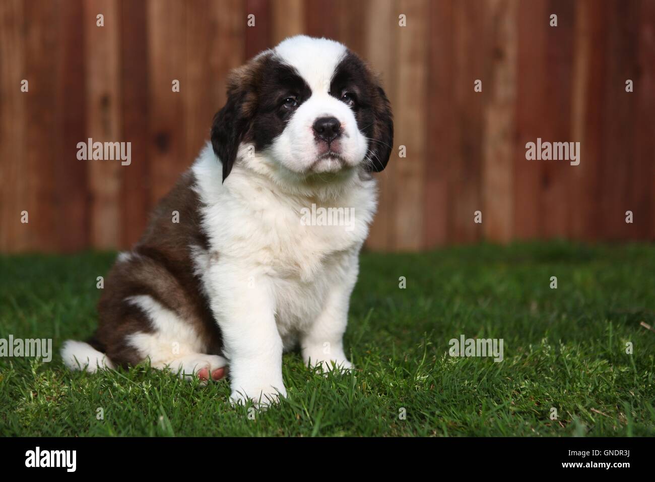 San bernardo raza de perro fotografías e imágenes de alta resolución -  Página 2 - Alamy