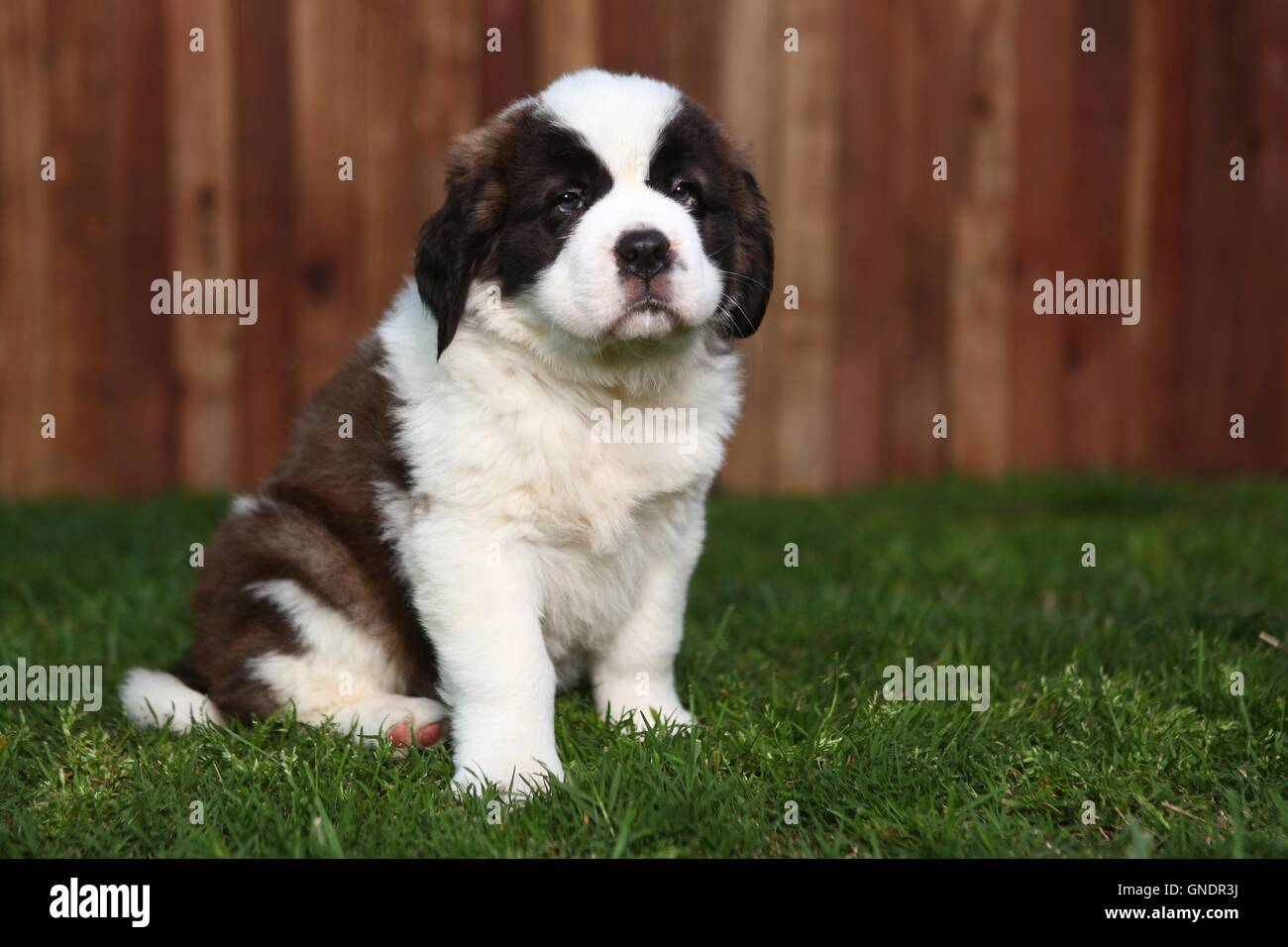 Adorable cachorro San Bernardo Fotografía de stock - Alamy