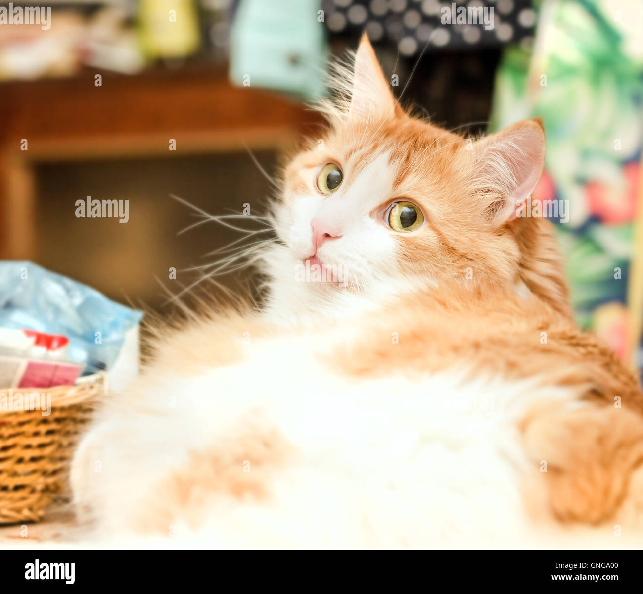 Gran Adilt lindo gato rojo con ojos amarillos preguntando Fotografía de  stock - Alamy
