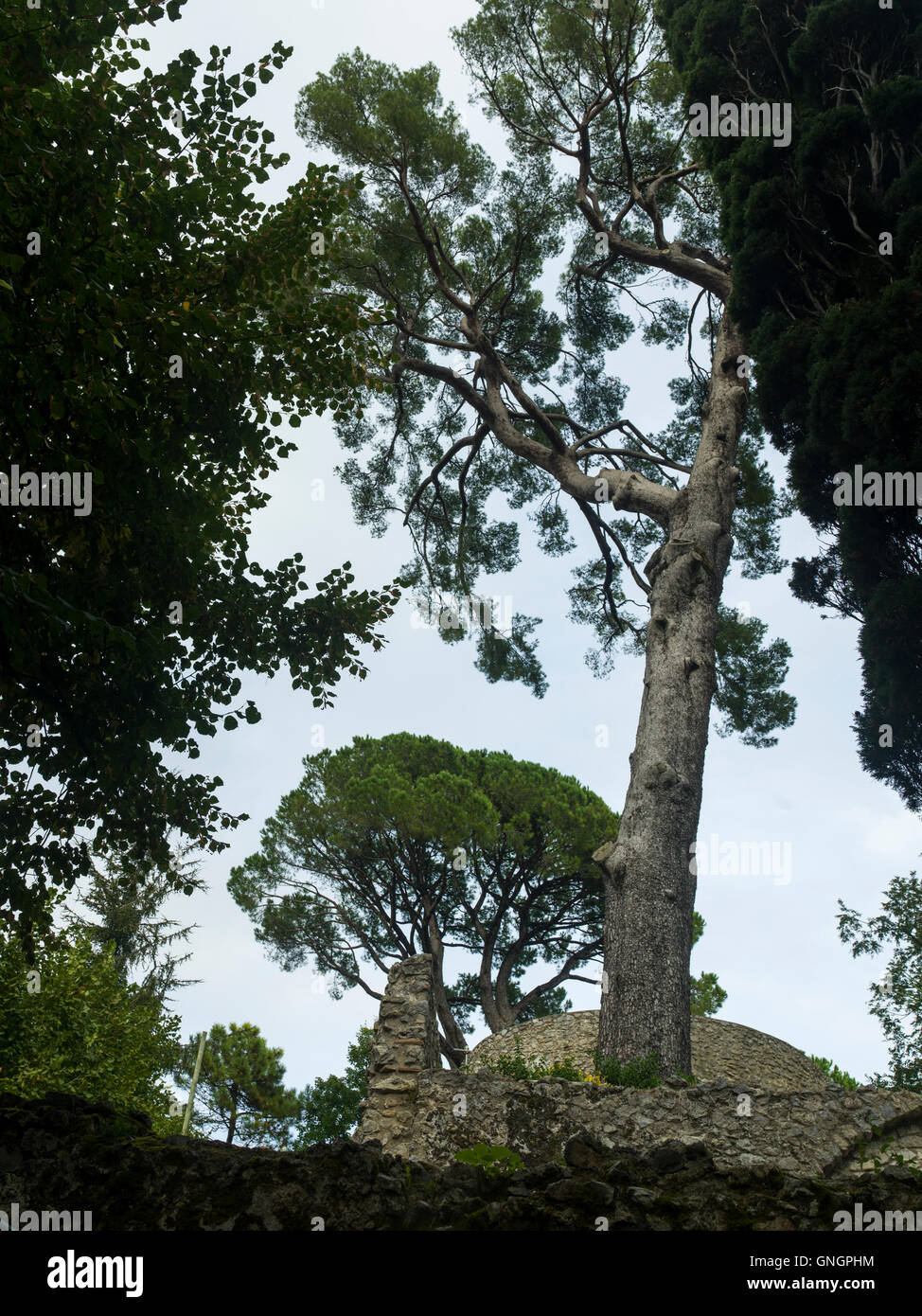 Ángulo de visión baja de árboles en la Villa Rufolo, Ravello, en la costa de Amalfi, Salerno, Campania, Italia Foto de stock