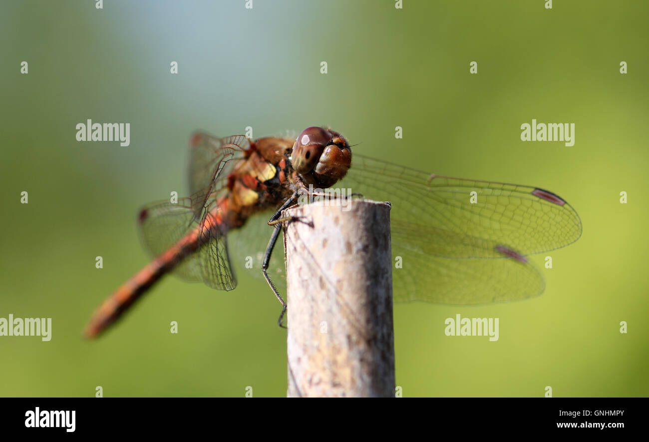 Alas amarillas darter dragonfly en jardín inglés Foto de stock