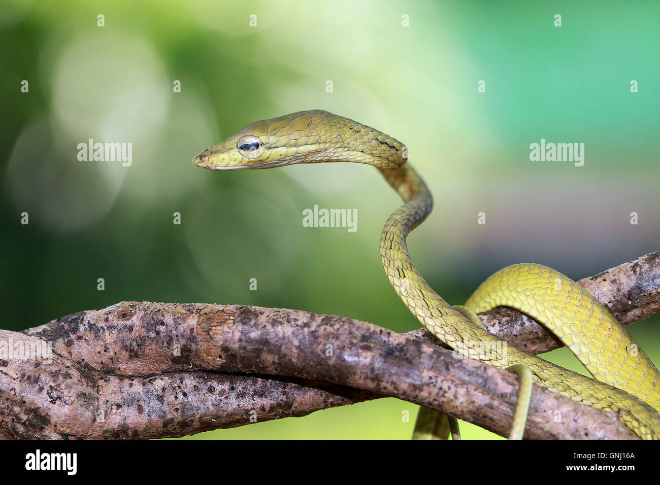 Serpiente de árbol, Indonesia Foto de stock