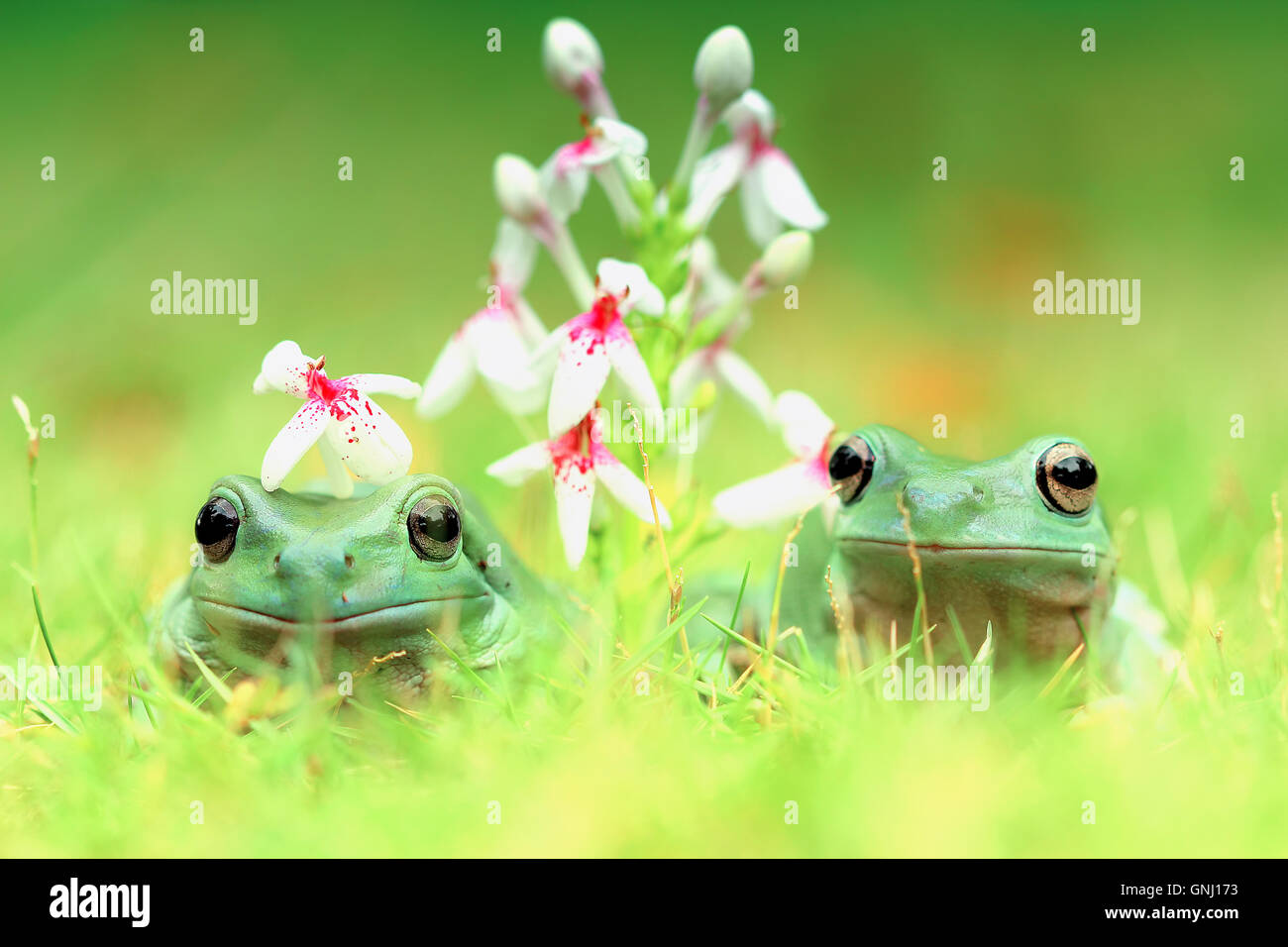 Dos javán deslizándose ranas de árbol sentados uno al lado del otro, Indonesia Foto de stock