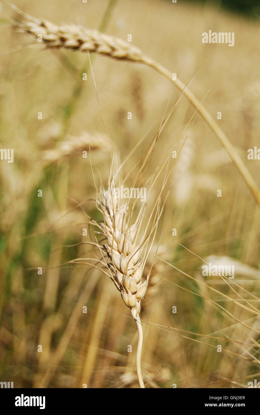 Close-up de espiga de trigo Foto de stock