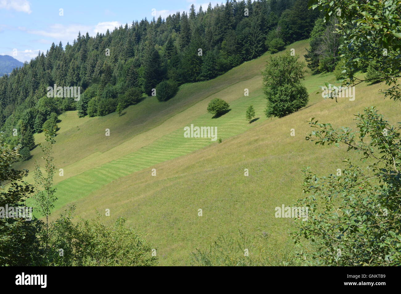 Una tierra verde sobre una colina Foto de stock
