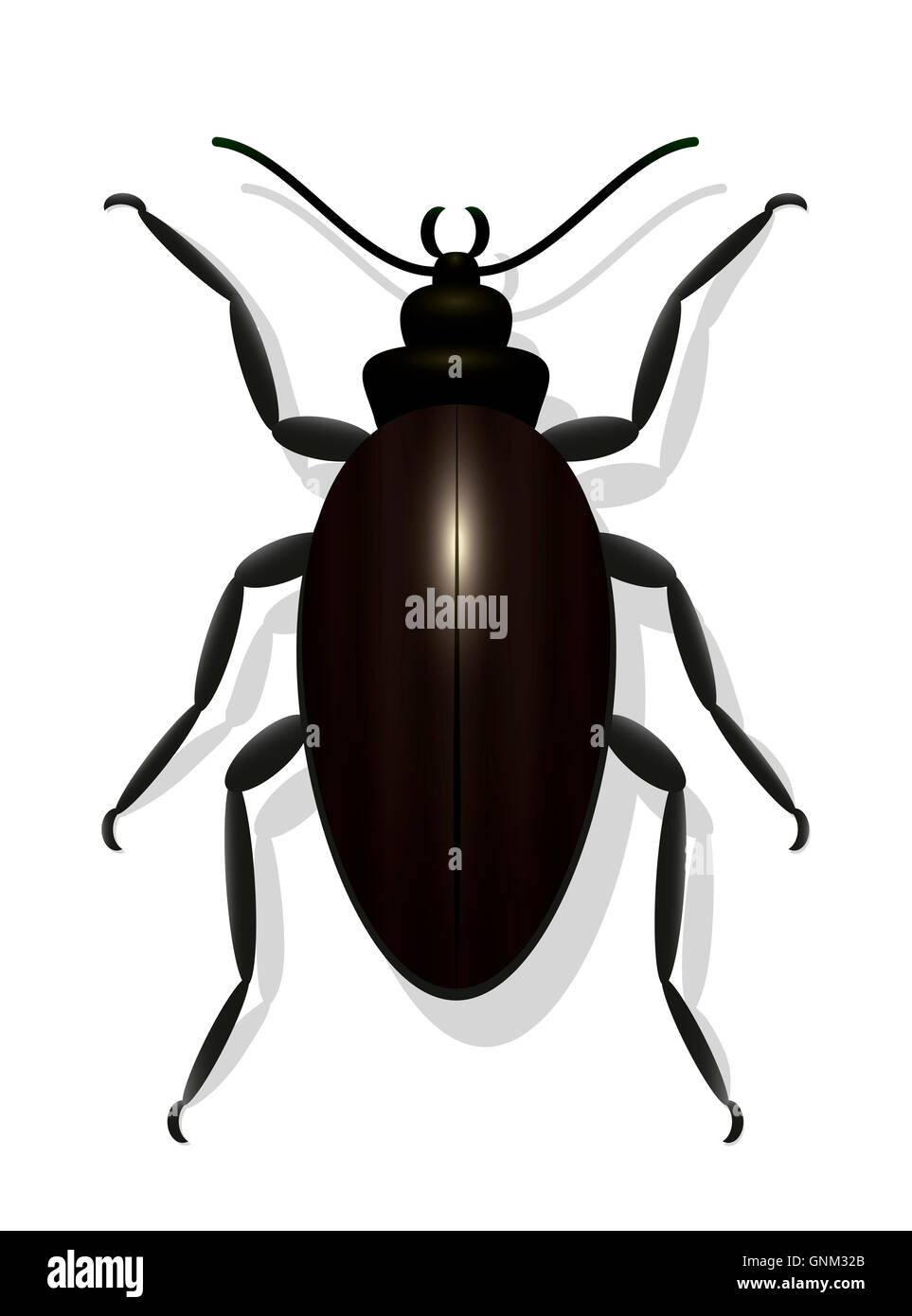 Gran escarabajo negro - Ilustración sobre fondo blanco. Foto de stock