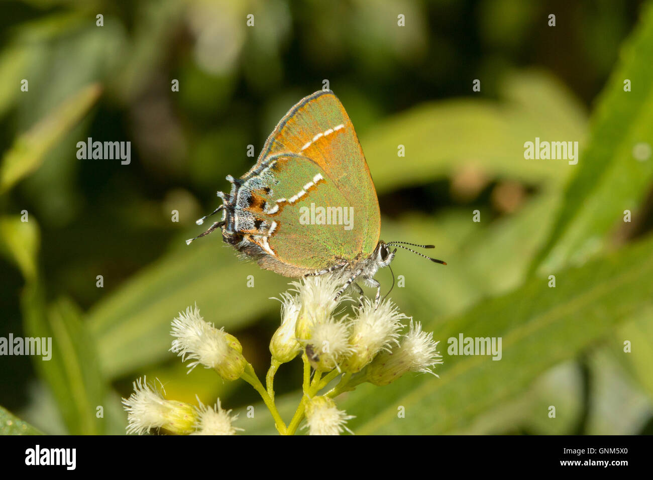 Juniper Hairstreak Callophrys gryneus Montañas Santa Rita, Arizona, Estados Unidos de América 28 de agosto adulto Lycaenidae el Foto de stock