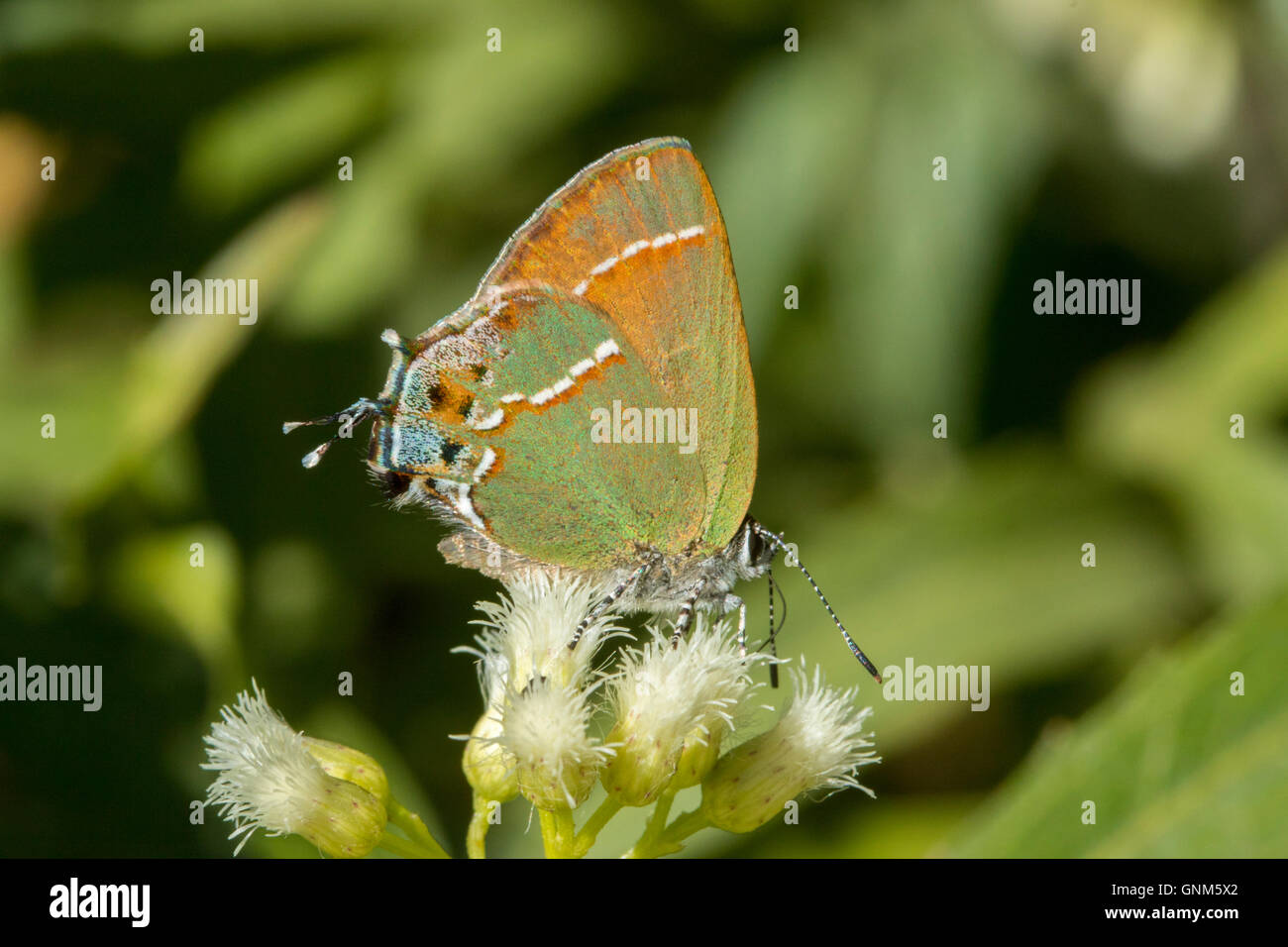 Juniper Hairstreak Callophrys gryneus Montañas Santa Rita, Arizona, Estados Unidos de América el 28 de agosto de adulto en el sauce (Seep Bacchari Foto de stock