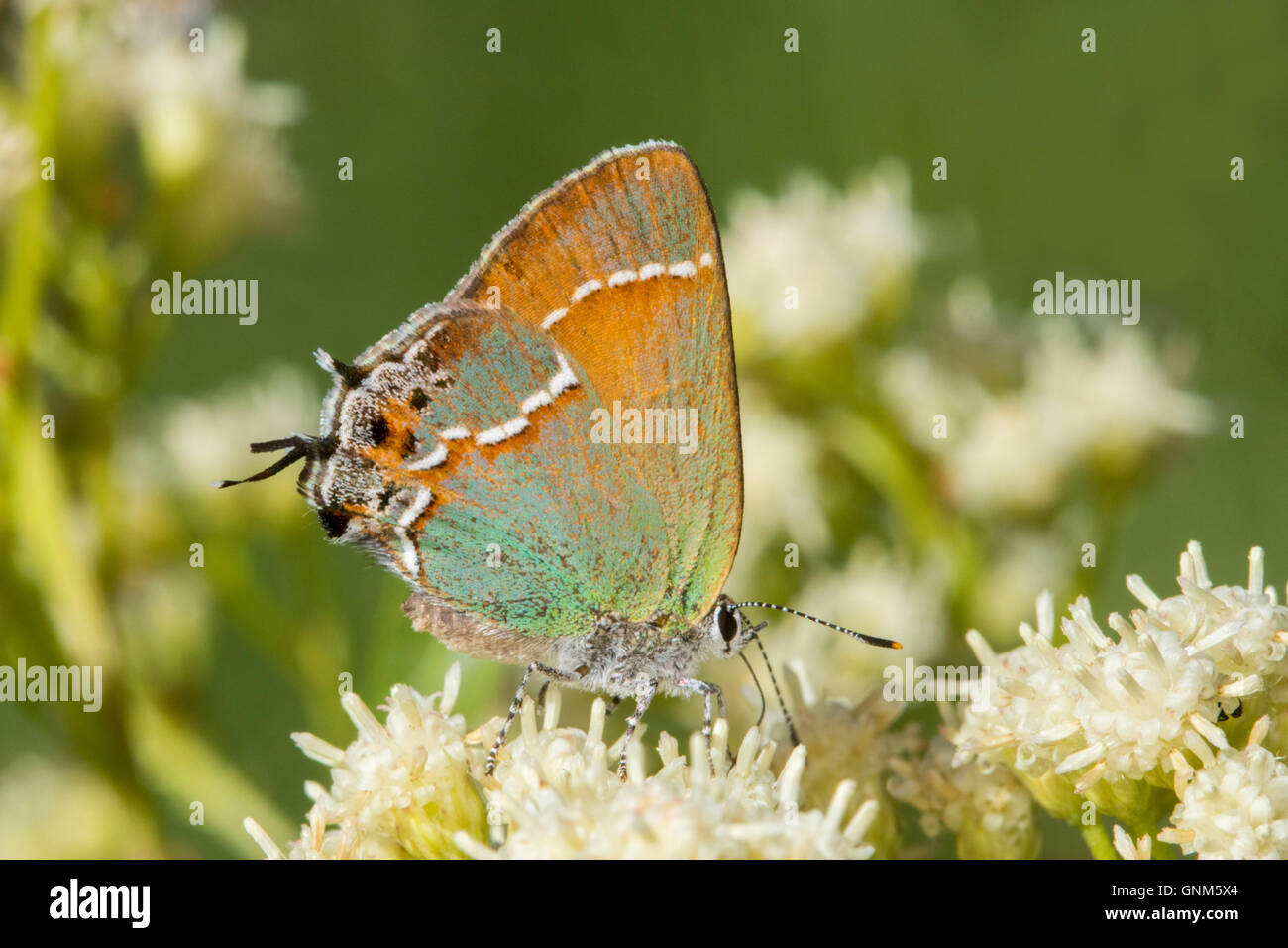 Juniper Hairstreak Callophrys gryneus Montañas Santa Rita, Arizona, Estados Unidos de América el 28 de agosto de adulto en el sauce (Seep Bacchari Foto de stock