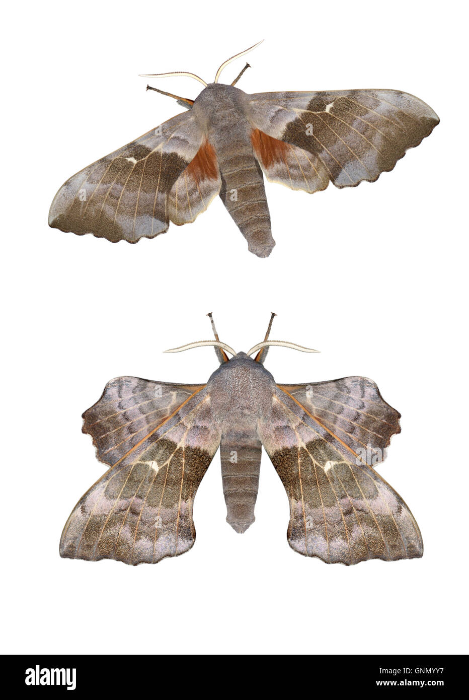69.003 (1981) Eyed Hawk-moth - Smerinthus ocellatus Foto de stock