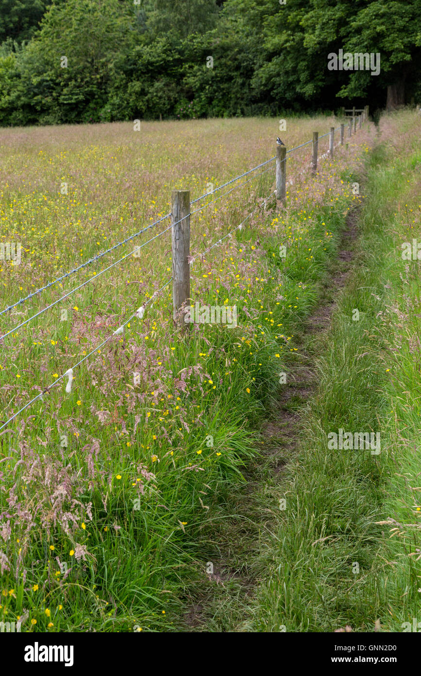 Cumbria, Inglaterra, Reino Unido. El Muro de Adriano sendero junto al campo de flores silvestres. Foto de stock