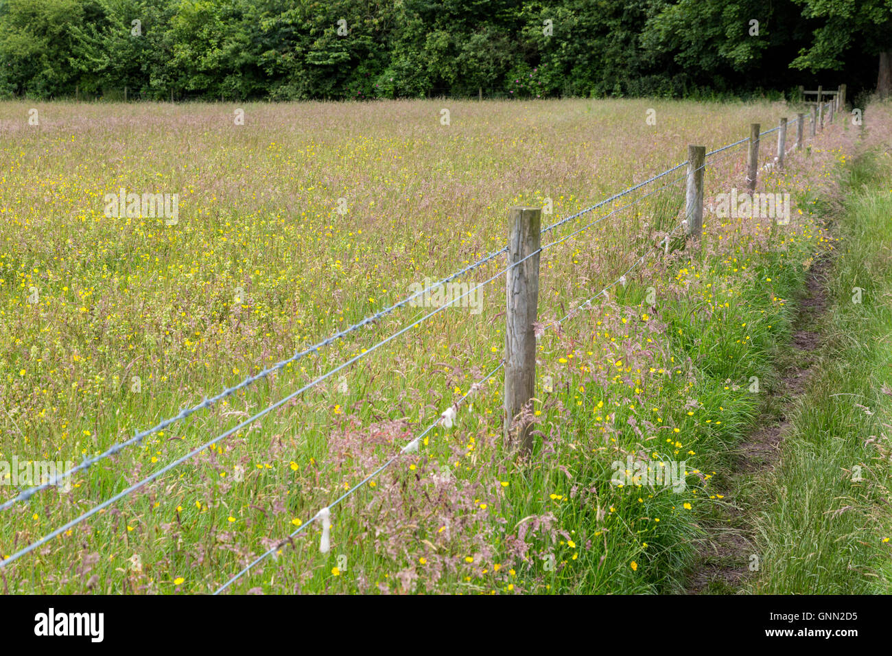 Cumbria, Inglaterra, Reino Unido. El Muro de Adriano sendero junto al campo de flores silvestres. Foto de stock