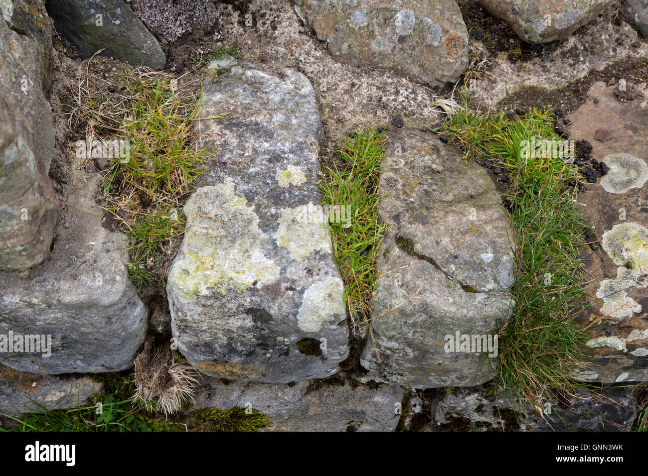 En Northumberland, Inglaterra, Reino Unido. El Muro de Adriano mostrando formas cónicas de piedras utilizadas en la construcción del frente externo. Foto de stock