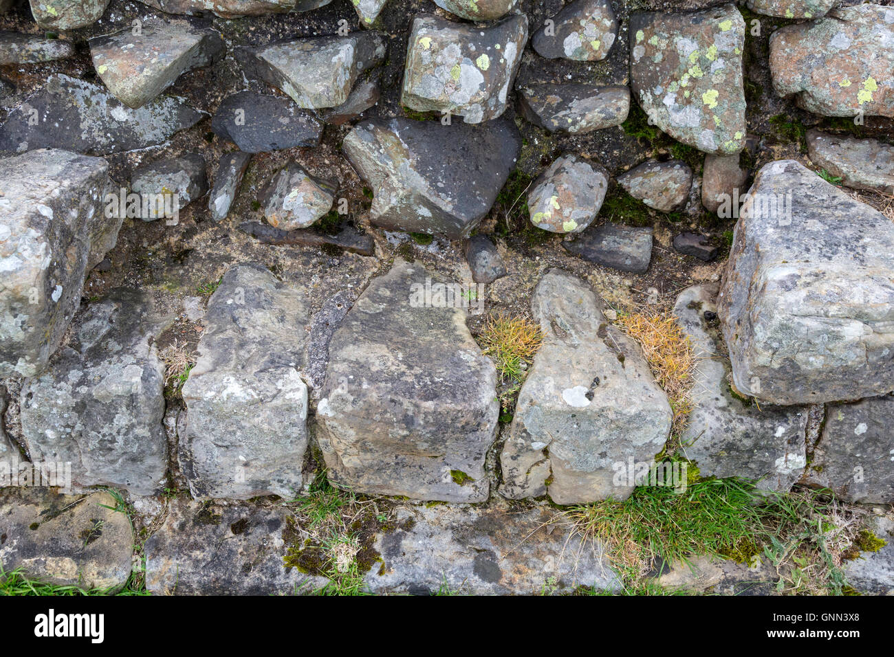 En Northumberland, Inglaterra, Reino Unido. El Muro de Adriano mostrando formas cónicas de piedras utilizadas en la construcción del frente externo. Foto de stock