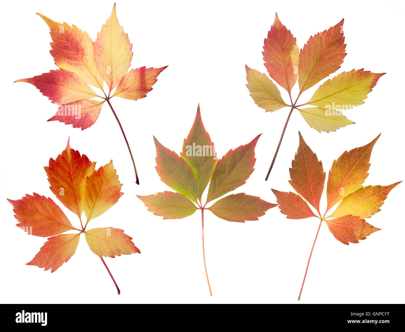 Conjunto de cinco rojo y amarillo otoño deja aislado en blanco Foto de stock