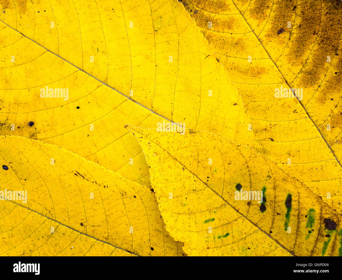Brillante de color amarillo y marrón hojas caer con venas antecedentes Foto de stock
