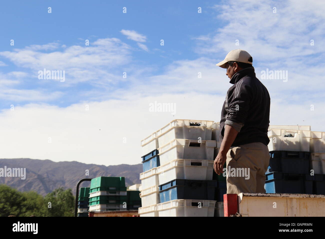 Trabajador de cosecha en un camión con cajas de uvas recién cosechadas en  la bodega y Estancia Colomé, Salta, Argentina Fotografía de stock - Alamy