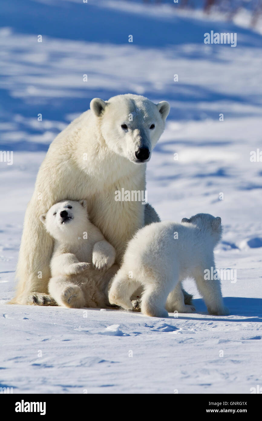 Oso Polar siembre y dos oseznos Ursus maritimus en la tundra ártica, Manitoba, Canadá Foto de stock