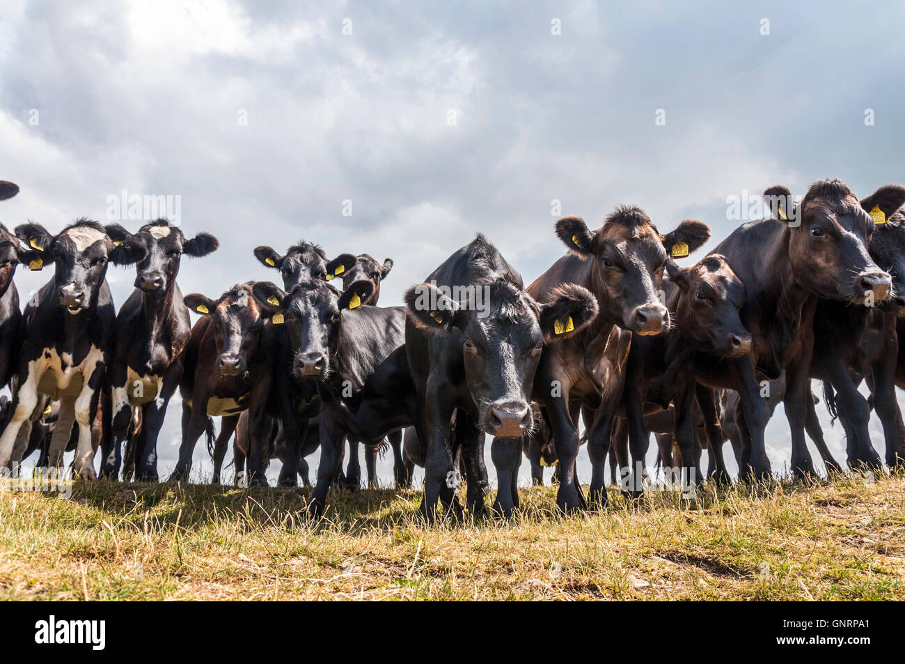 El ganado vacuno en tierras de pastoreo en Somerset, Inglaterra, Reino Unido. Foto de stock