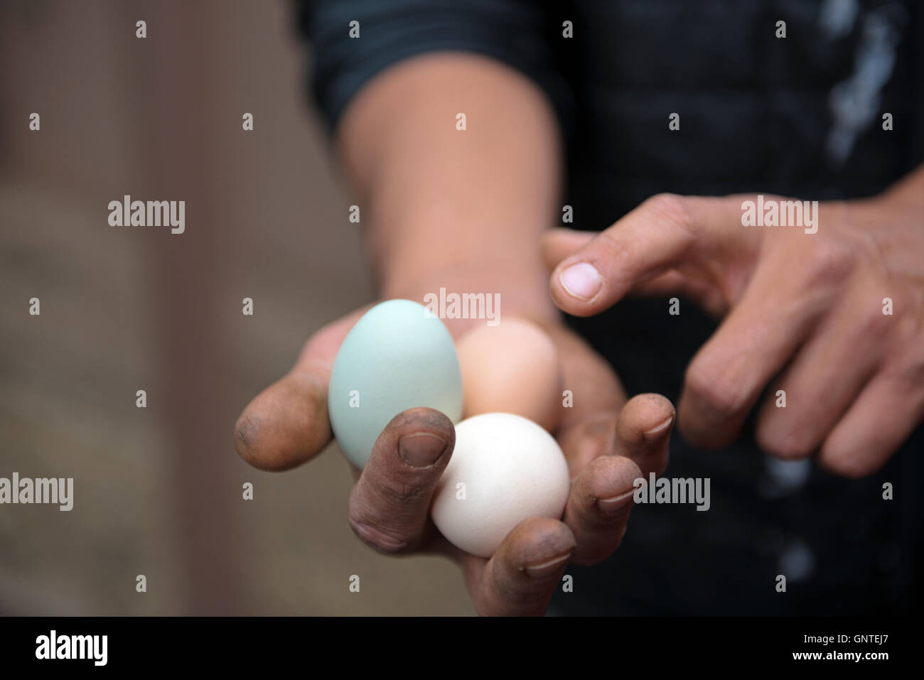 Hombre sujetando y apuntando a los huevos de pollo de diferentes colores Foto de stock