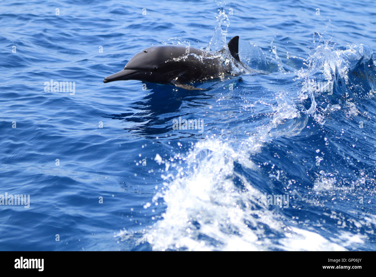 Un delfines (Stenella longirostris) saltando fuera del agua, en la estela de un bote en el lado Pacífico de Costa Rica. Foto de stock