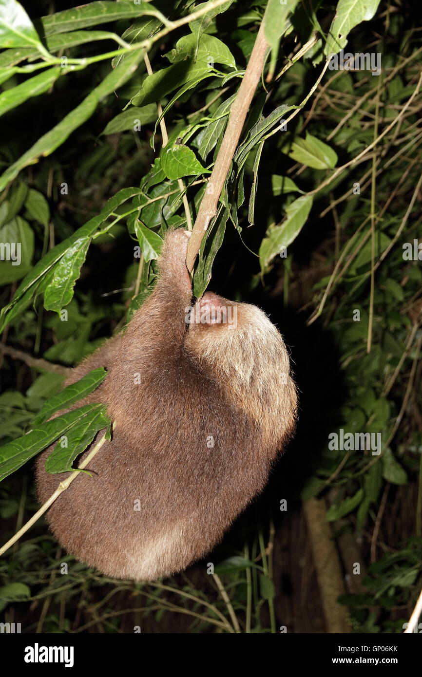 Una de Hoffmann, dos dedos cada sloth (Choloepus didactylus), también conocido como el sur de dos dedos cada sloth trepar a un árbol en la noche en Monteverde, Costa Rica. Foto de stock