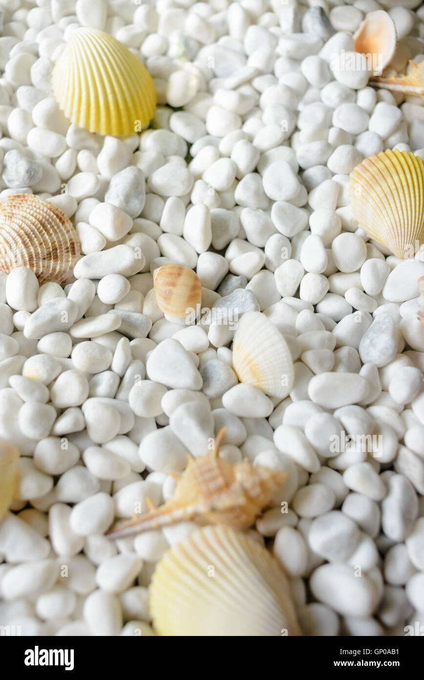 Conchas de decoración en piedras blancas. Foto de stock