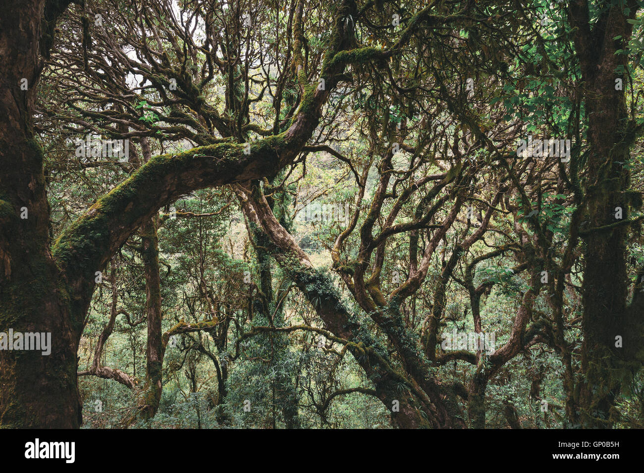Selva tropical del Himalaya, Azalea árboles. Vintage proceso de color  Fotografía de stock - Alamy