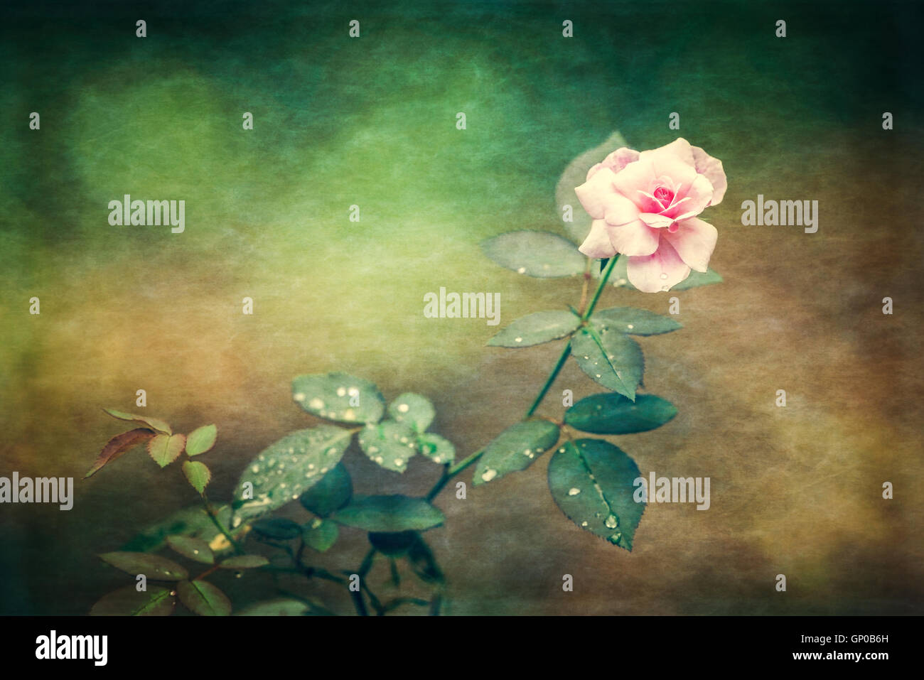 Flor rosa tema rosa fotografías e imágenes de alta resolución - Alamy