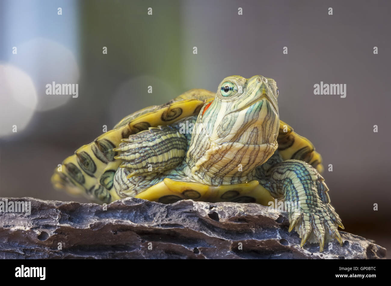 Las tortugas de orejas rojas pequeñas (tortuga) en la roca Foto de stock